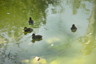 Pond yüzen küçük ördek yavrusu