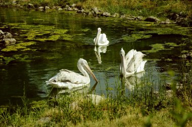 Vahşi Pelikan gölde yüzen