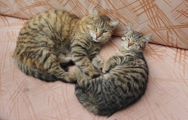 Yavru kedi evde kanepede uyuklayan ile kedi