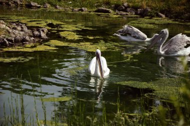 Vahşi Pelikan gölde yüzen