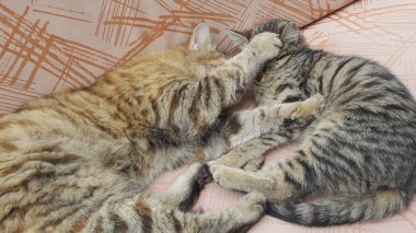 Yavru kedi evde kanepede uyuklayan ile kedi