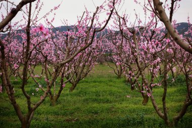Çiçek açması sakura Bahçe, ihale pembe çiçekler