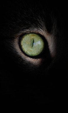 Kedi gözü karanlıkta kırpılmış görünümünü