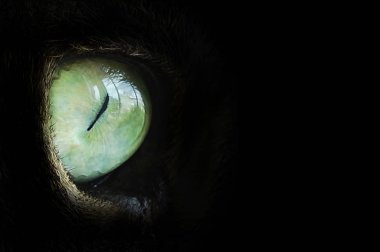 Kedi gözü karanlıkta kırpılmış görünümünü