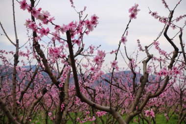 Çiçek açması sakura Bahçe, ihale pembe çiçekler
