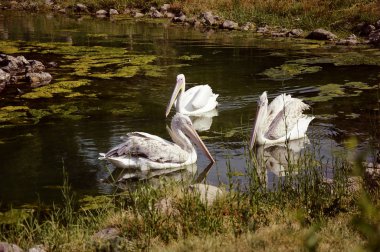 Beyaz pelikan Pond yüzen.