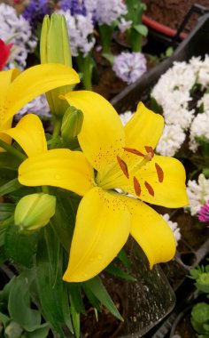 Yeşil yaprakları, doğal arka plan ile ihale parlak çiçek.