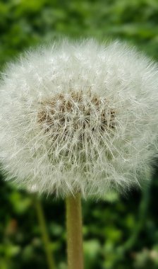 Kabarık eski karahindiba, kırpılmış görünümü.