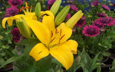 Yeşil yaprakları, doğal arka plan ile ihale parlak çiçek.