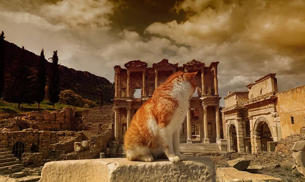 Cat Ephesus Harabeleri Türkiye Tarih — Stok fotoğraf