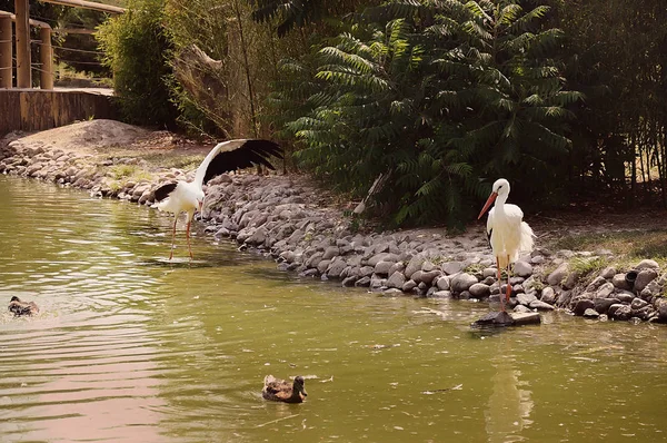 Two Storks Ducks Pond Shore — Stock Photo, Image