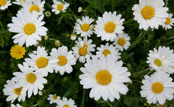 Blooming Daisies Taze Alanı — Stok fotoğraf