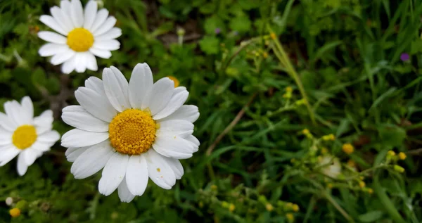 Blooming Daisies Taze Alanı — Stok fotoğraf