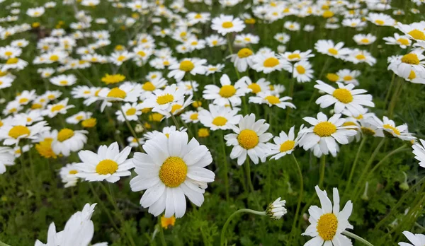 Frisches Feld Blühender Gänseblümchen — Stockfoto