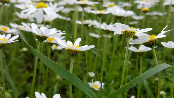 Blooming Daisies Taze Alanı — Stok fotoğraf