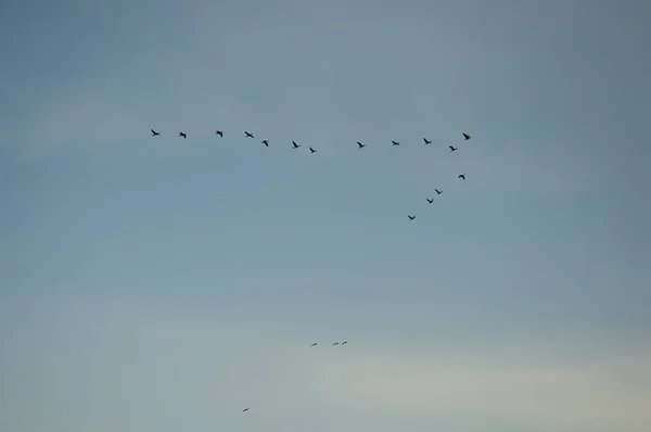 Ducks Flying Clear Sky — Stock Photo, Image