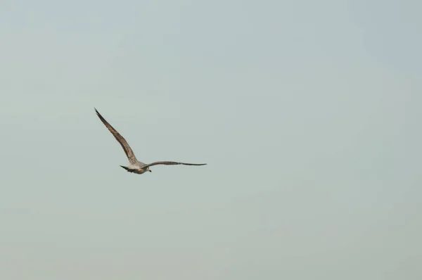 Seagull Πτήσης Καθαρό Ουρανό — Φωτογραφία Αρχείου