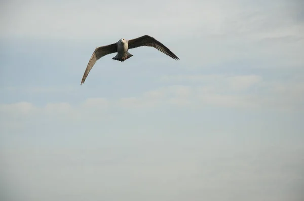 Mouette Volant Dans Ciel Clair — Photo