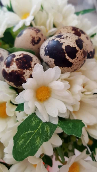 Плямисті Перепелині Яйця Ромашками Великодня Тема — стокове фото