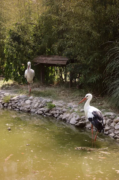 Two Storks Pond Shore — Stock Photo, Image