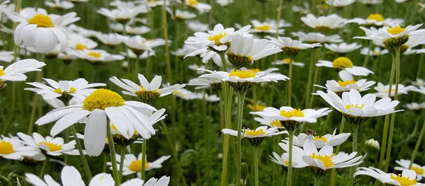 Blooming Daisies Taze Alanı — Stok fotoğraf