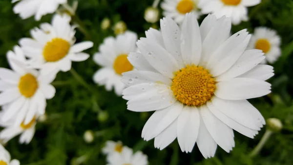 Blooming Daisies Taze Alanı — Stok fotoğraf