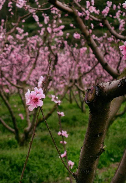 Çiçek Açması Sakura Bahçe Ihale Pembe Çiçekler — Stok fotoğraf