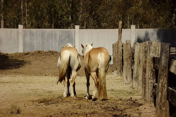 Golden Horses Walking Farm — Stock Photo, Image