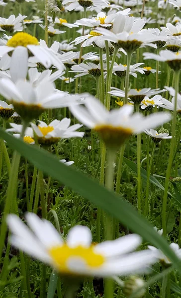 Blooming Daisies Taze Alanı — Stok fotoğraf