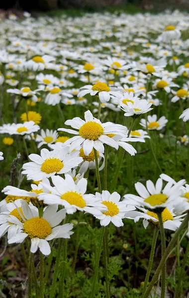 Fresh Field Blooming Daisies — Stock Photo, Image