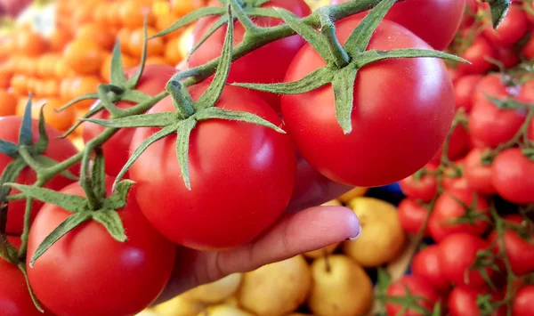 Vista Recortada Mujer Sosteniendo Tomates Mano — Foto de Stock