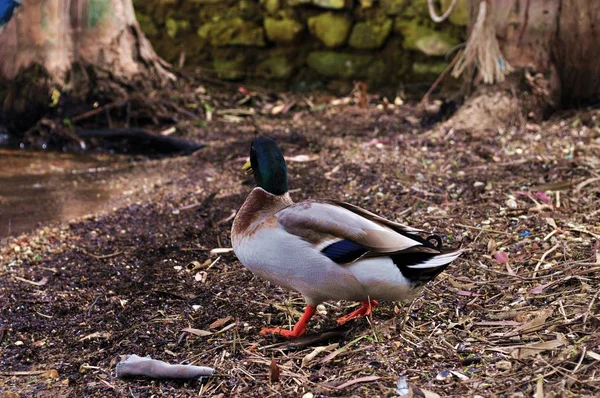Cute duck standing on pond shore