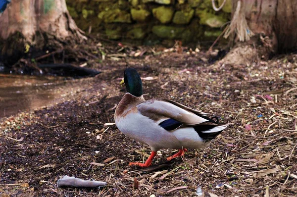 Lindo Pato Pie Orilla Del Estanque — Foto de Stock