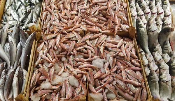 Verscheidenheid Van Ruwe Vissen Schaal Schelpdieren Containers Het Voedselmarkt — Stockfoto
