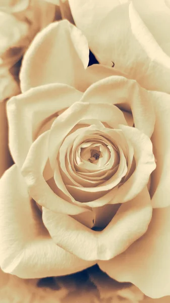 Tender beige rose flower, cropped view.
