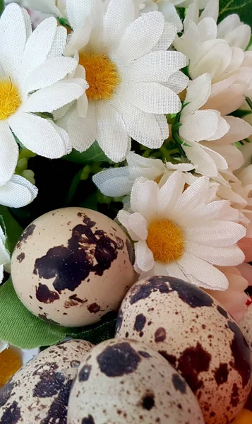 Spotted Quail Eggs Daisies Easter Theme — Stock Photo, Image