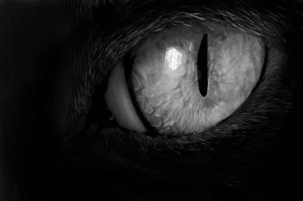 Beskuren Bild Katten Ögat Mörker — Stockfoto