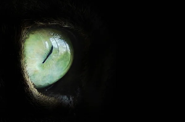 Cropped view of cat eye in dark