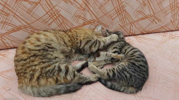 Gato Com Gatinho Cochilando Sofá Casa — Fotografia de Stock