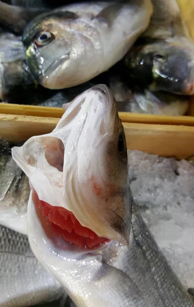 Raw cold fish in container at market