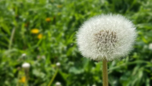 Fluffy Old Dandelion Cropped View — Stock Photo, Image