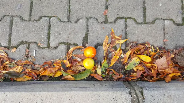 秋天落叶的地砖 — 图库照片