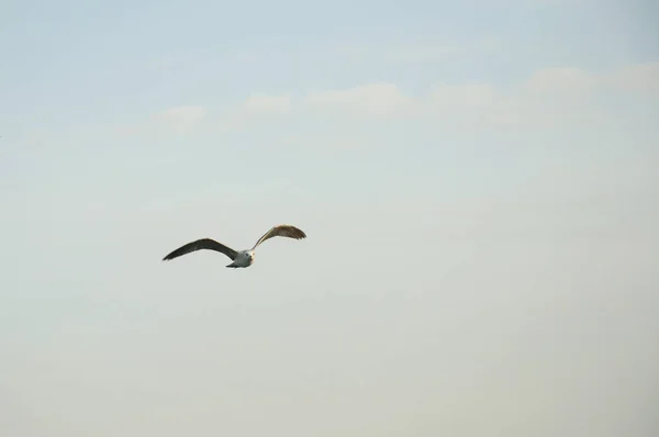 Mouette Volant Dans Ciel Clair — Photo