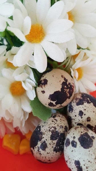 Spotted Quail Eggs Daisies Easter Theme — Stock Photo, Image