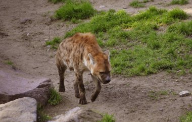 Sırtlan yürüyüş Park, vahşi doğa.