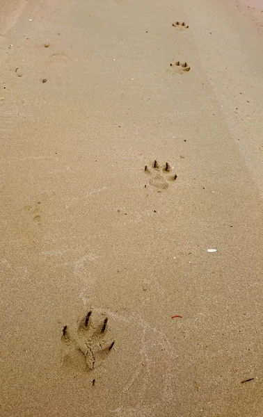 Empreintes Pattes Sur Sable Jaune — Photo