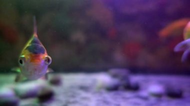 Mercan balıklar - egzotik sualtı akvaryum