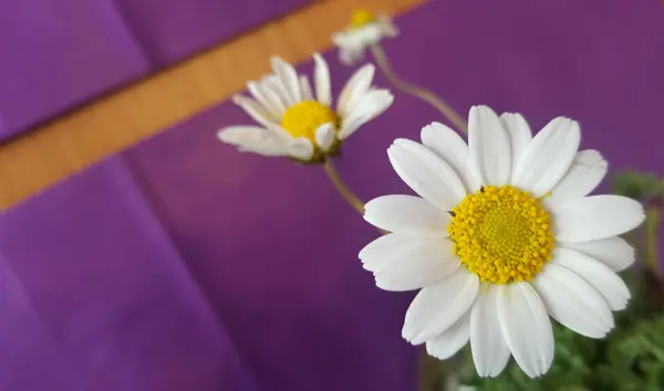 Gänseblümchen Wildblumen Auf Violettem Hintergrund — Stockfoto