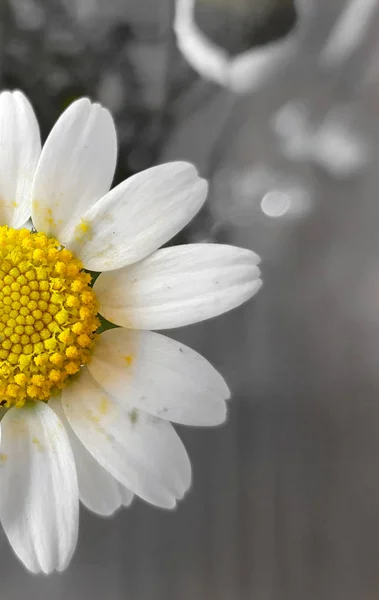 Обрезанный Вид Белого Желтого Полевых Цветов Размытом Сером Фоне — стоковое фото