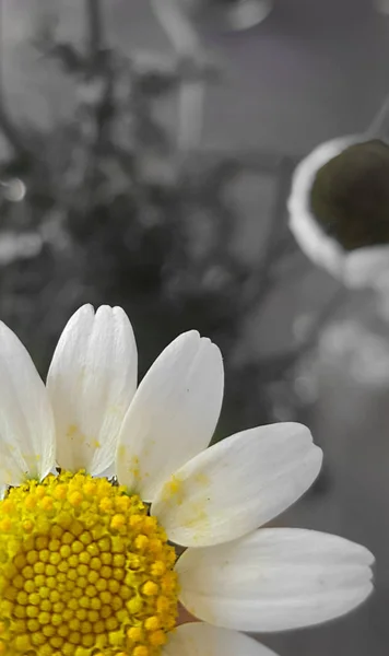 Abgeschnittene Ansicht Von Weißen Und Gelben Wildblumen Auf Verschwommenem Grauem — Stockfoto